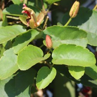 Passiflora miniata Vanderpl.